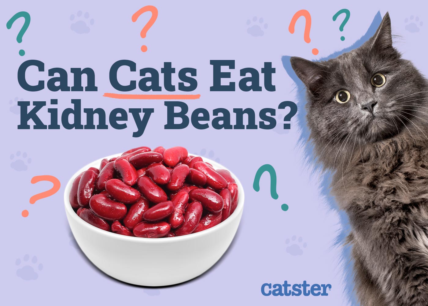 Can Cats Eat Kidney Beans? Vet-Reviewed Facts & Health Guidelines