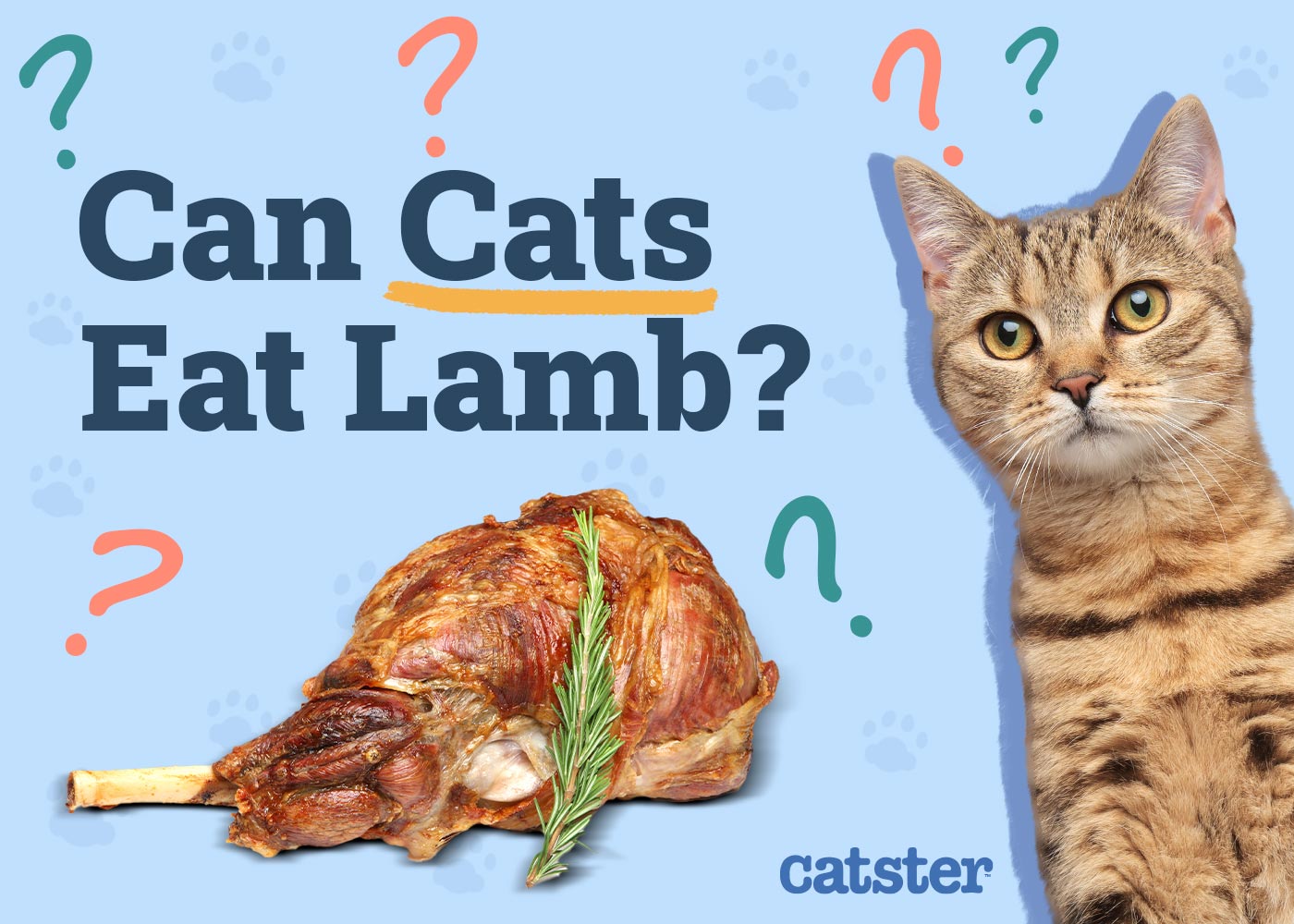 Can Cats Eat Lamb? Vet-Reviewed Pros & Cons