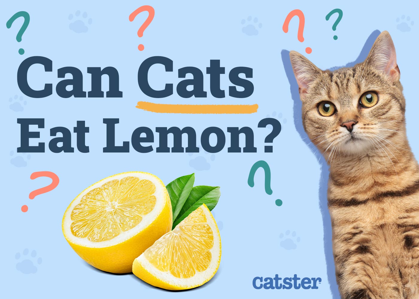 Can Cats Eat Lemon? Vet-Verified Facts & FAQ