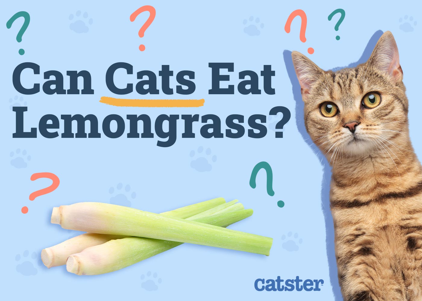 Can Cats Eat Lemongrass? Vet-Reviewed Facts & FAQ