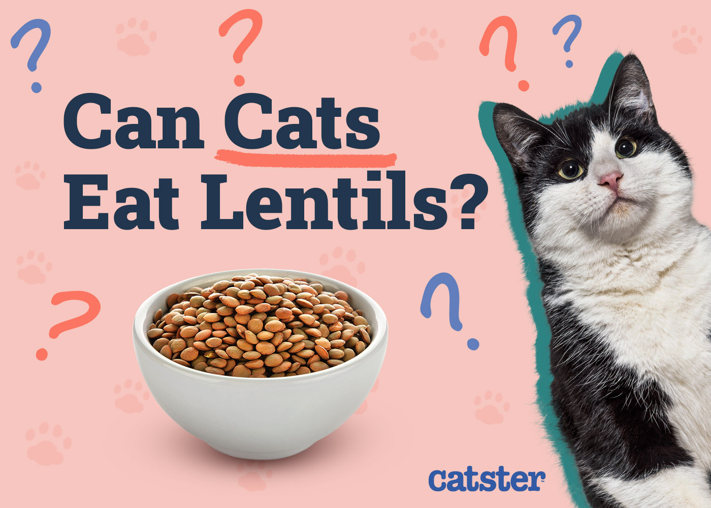 Can Cats Eat Lentils? Vet-Reviewed Nutritional Facts & FAQ