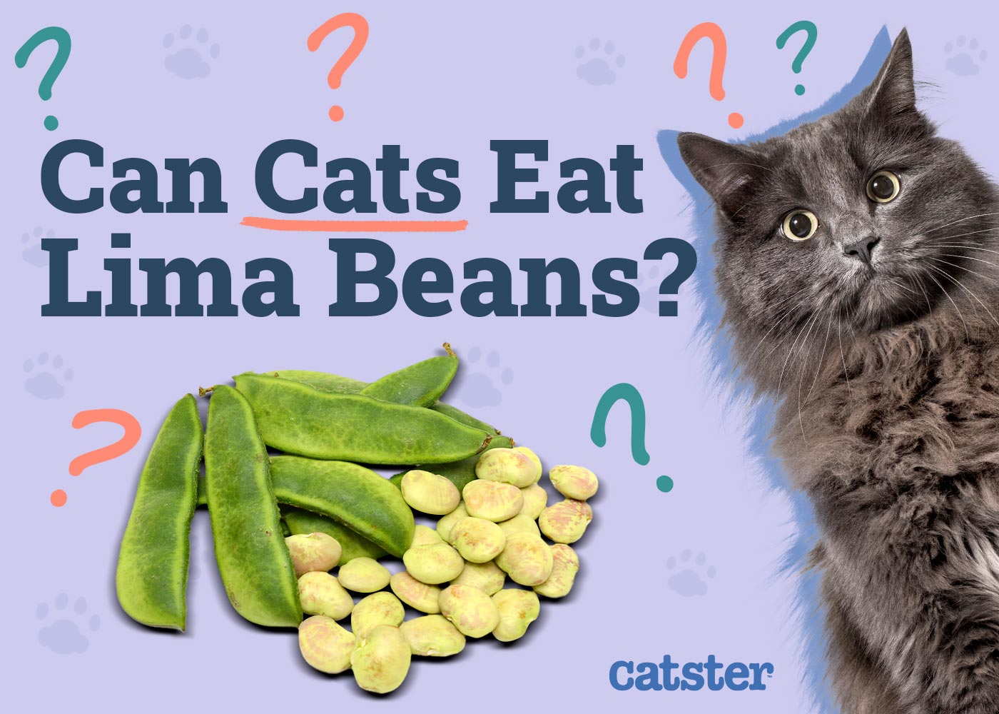 Can Cats Eat Lima Beans? Vet-Reviewed Precautions & Health Guidelines