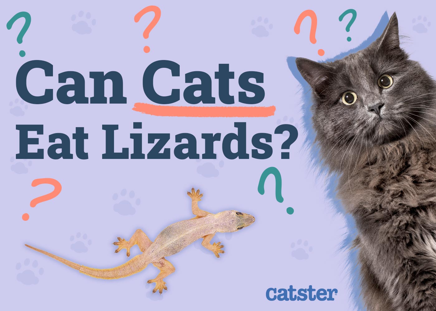 Can Cats Eat Lizards? Vet-Verified Facts & FAQ
