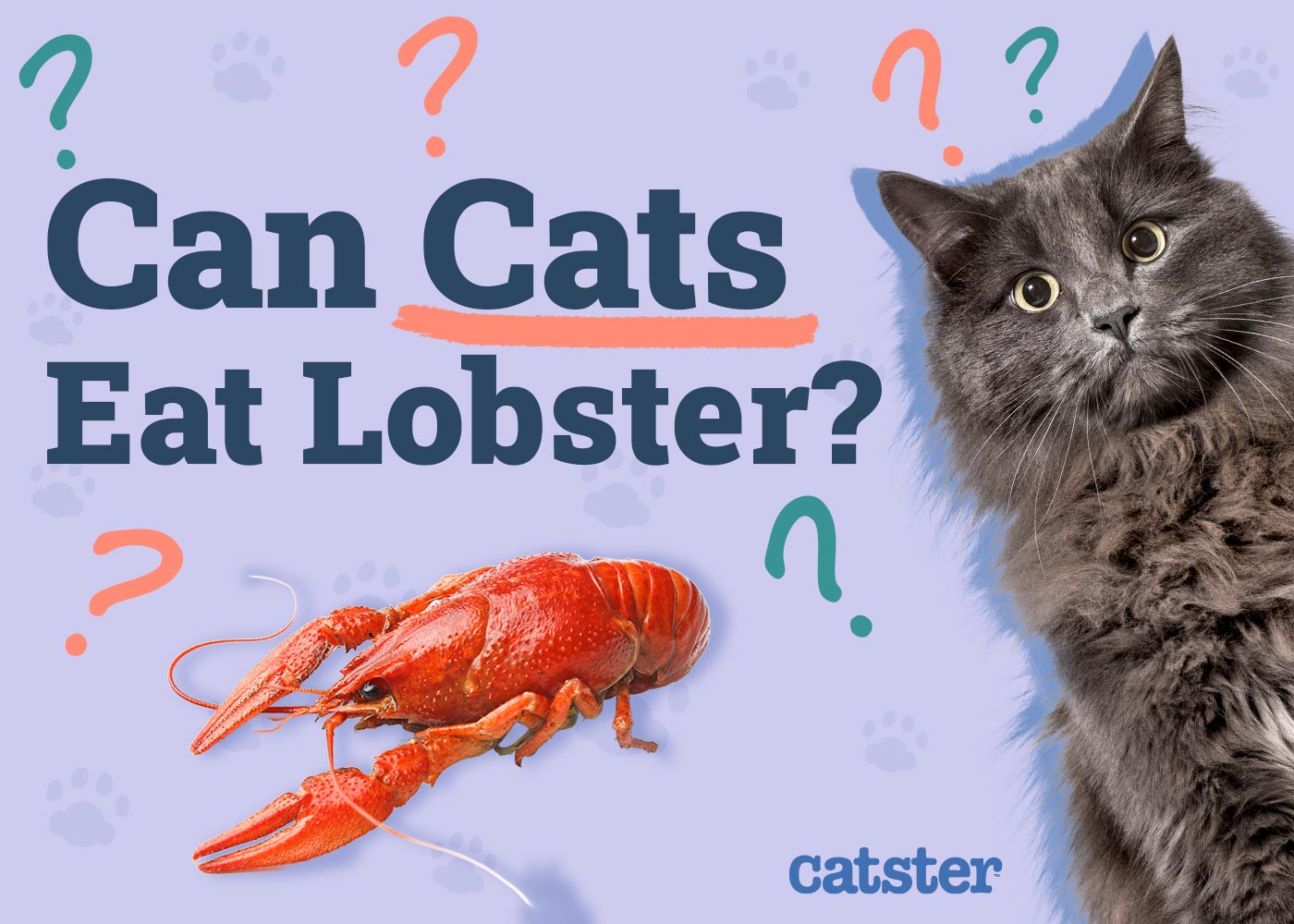 Can Cats Eat Lobster? Vet-Approved Diet Facts & FAQ