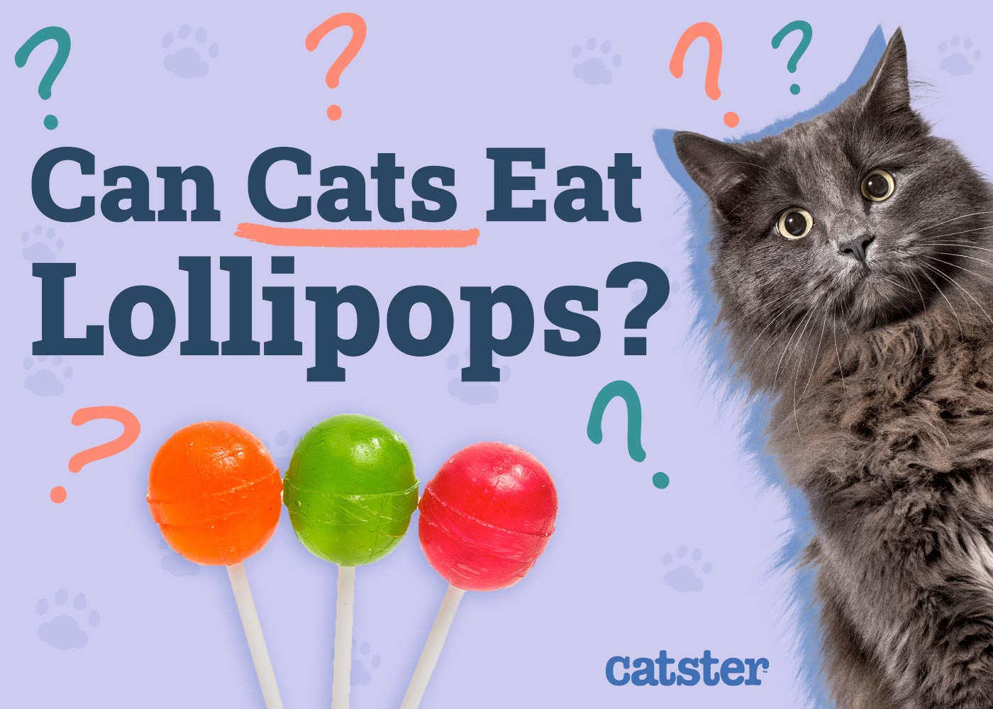 Can Cats Eat Lollipops? Health Risks & Vet-Approved Alternatives