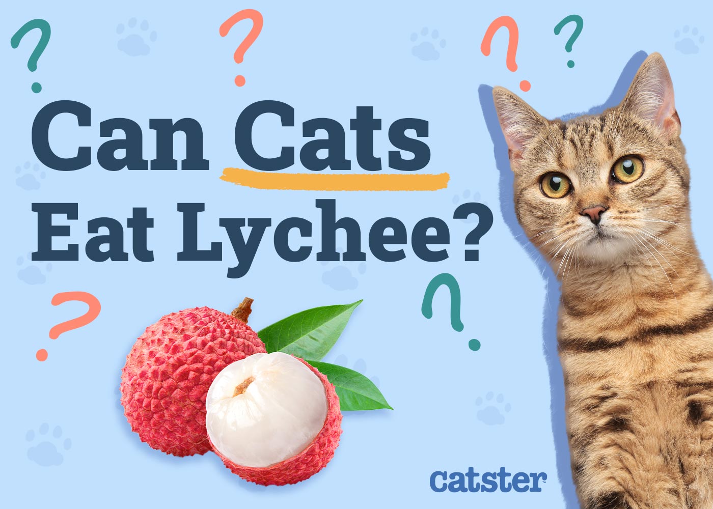 Can Cats Eat Lychee? Vet-Reviewed Nutritional Facts & FAQ