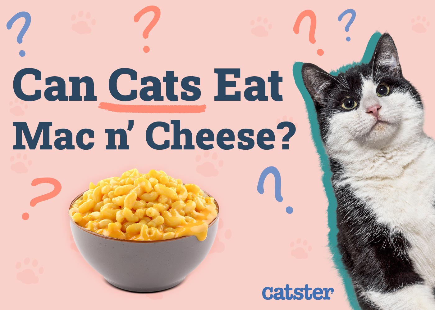 Can Cats Eat Mac & Cheese? Vet-Reviewed Info to Know!