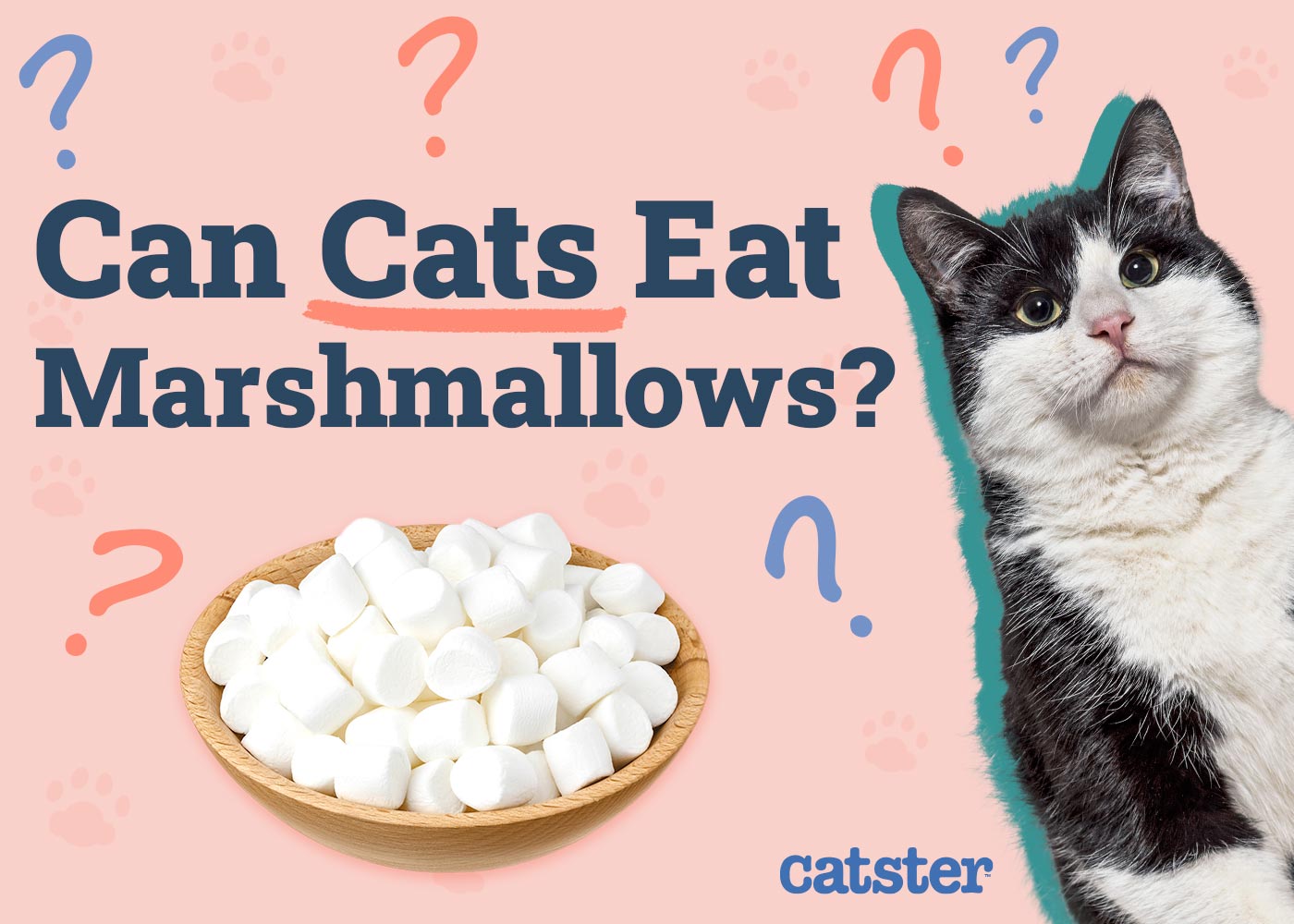 Can Cats Eat Marshmallow