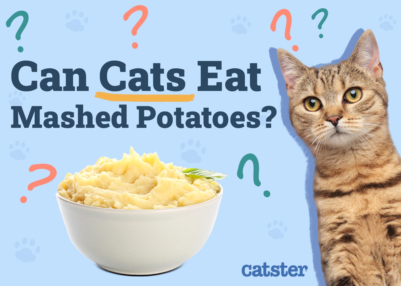 Can Cats Eat Mashed Potatoes? Vet-Verified Nutrition Facts & Safety Guide