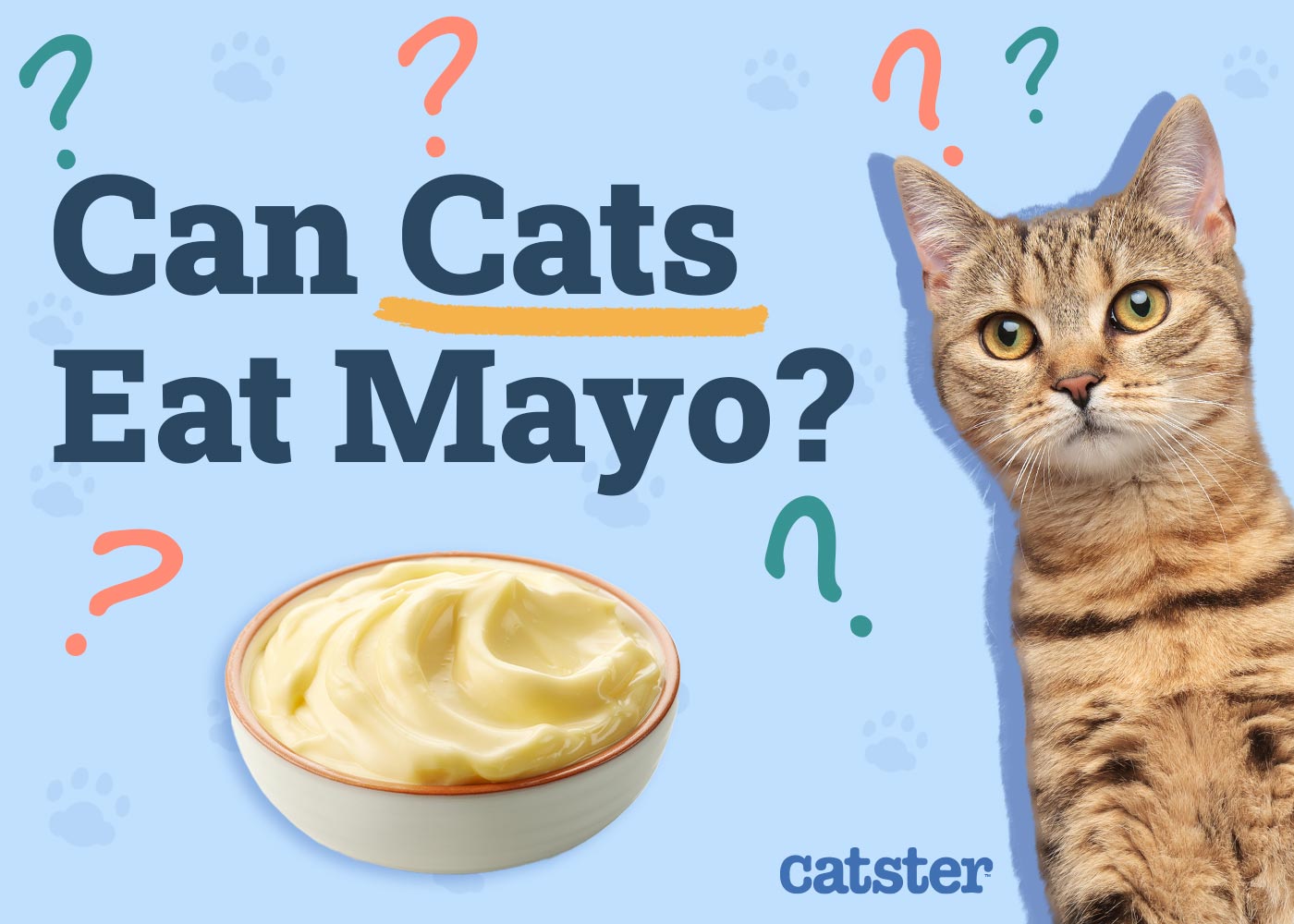 Can Cats Eat Mayo? Vet-Reviewed Nutrition Facts & Advice