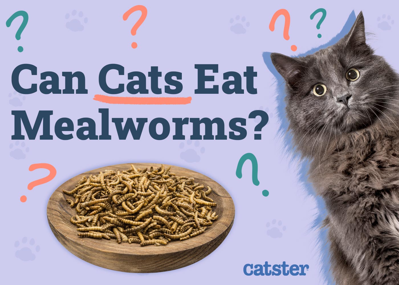Can Cats Eat Mealworms? Vet-Reviewed Diet Facts & FAQ
