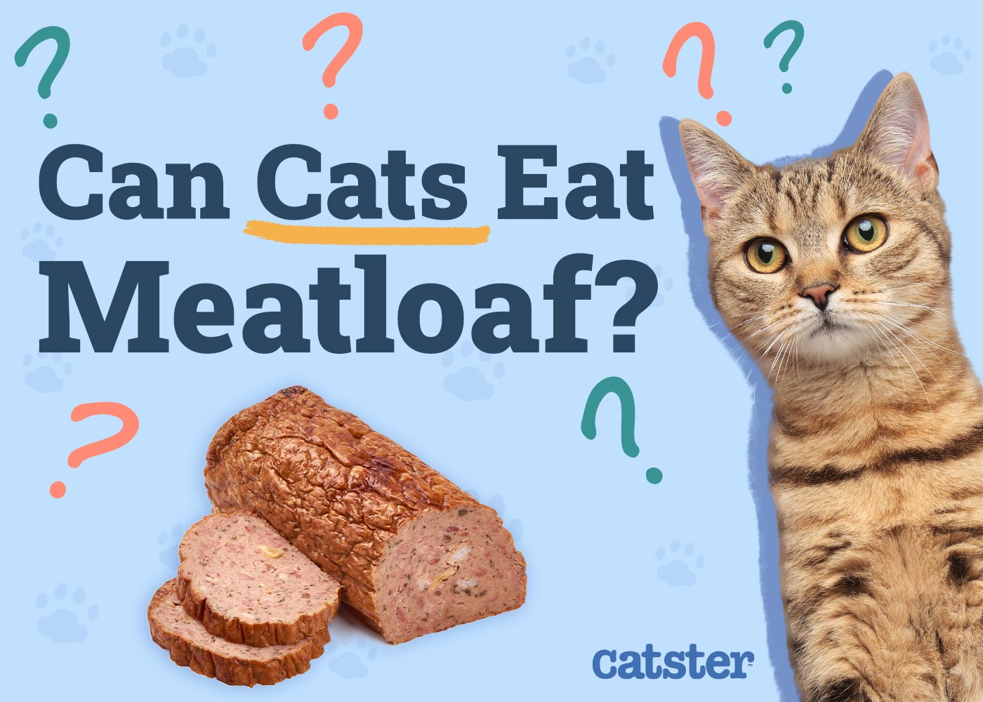 Can Cats Eat Meatloaf? Vet-Reviewed Diet Facts & FAQ