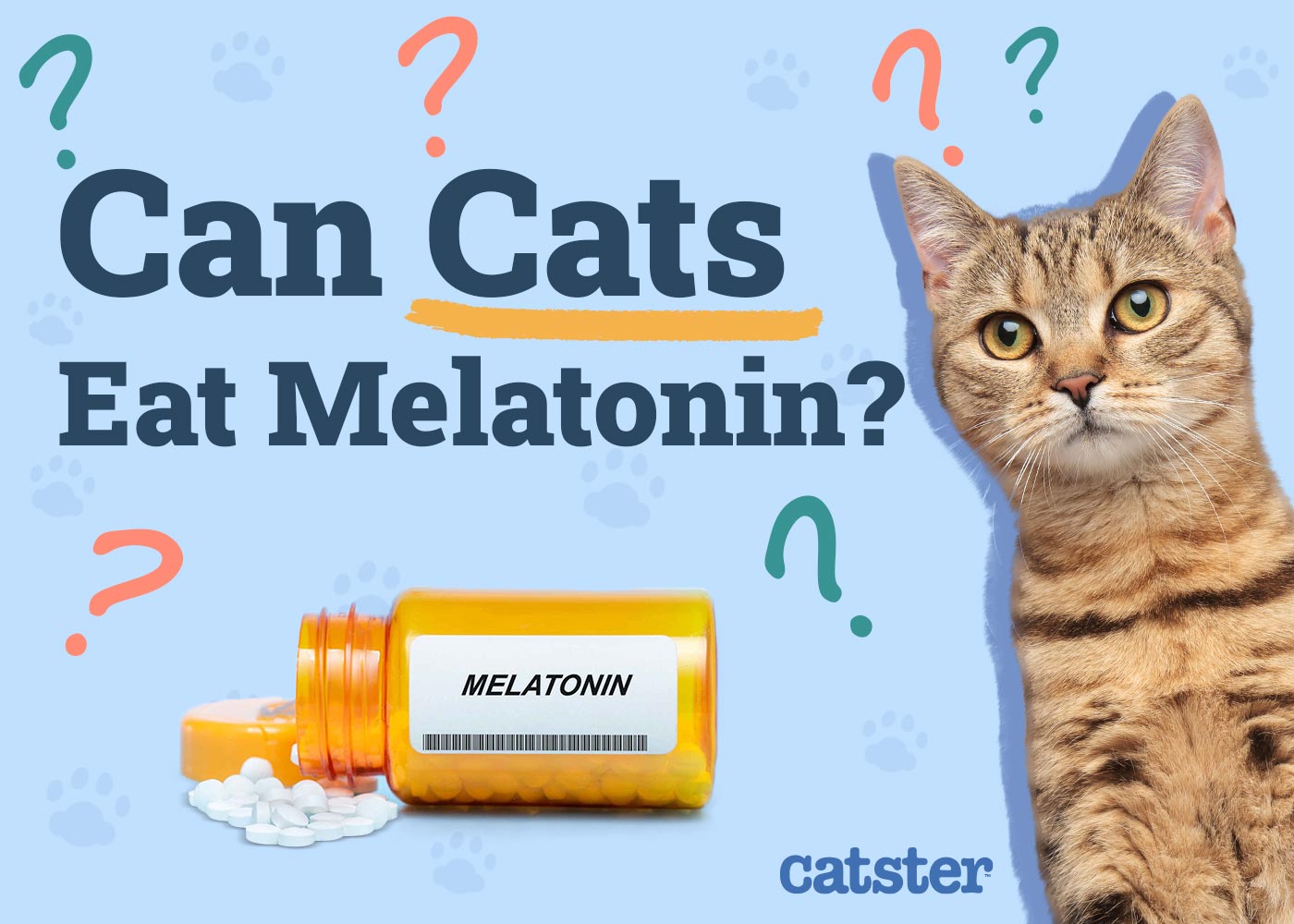 Can Cats Eat Melatonin? Vet Recommendations & Facts