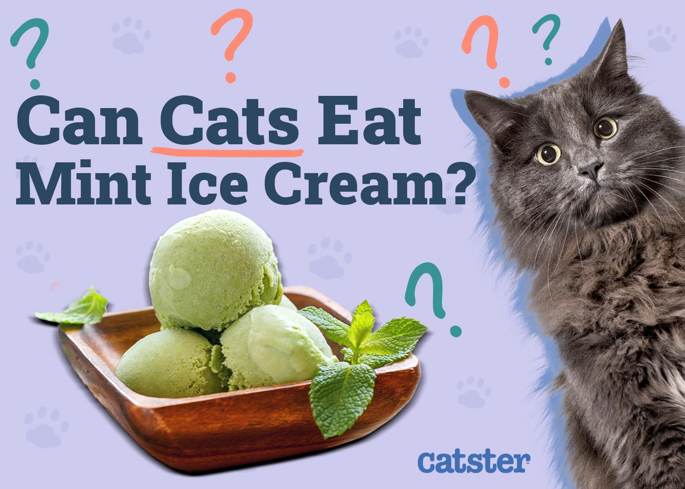 Can Cats Eat Mint Ice Cream? Vet-Reviewed Health Facts
