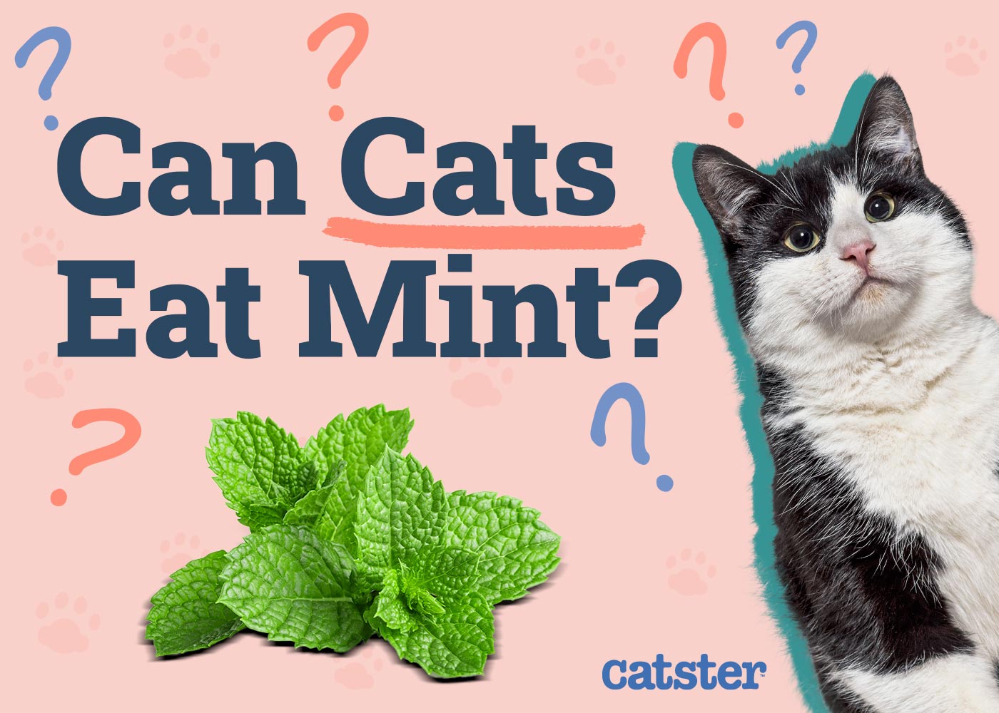 Can Cats Eat Mint? Vet-Verified Facts & Advice