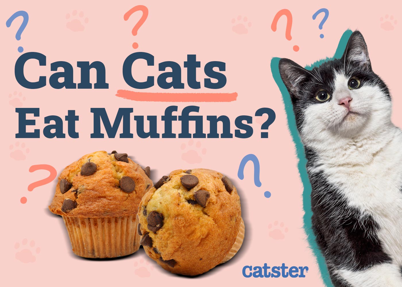 Can Cats Eat Muffins? Vet-Reviewed Risks & Safe Alternatives