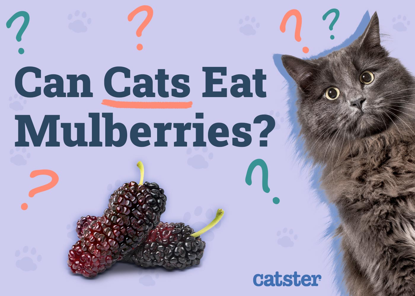 Can Cats Eat Mulberries? Vet-Reviewed Facts & FAQs