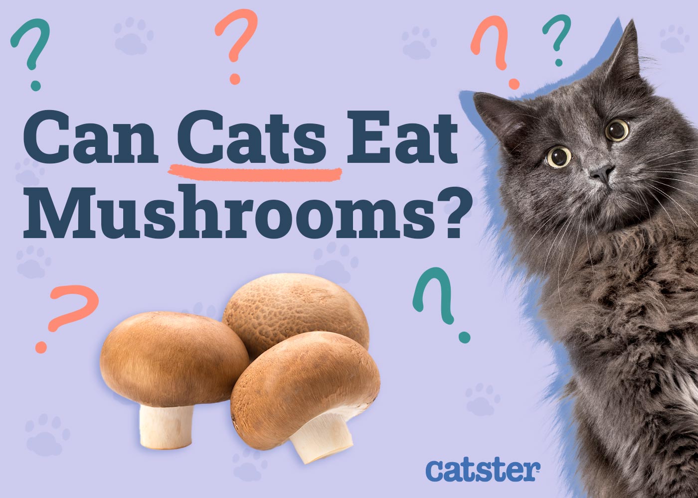 Can Cats Eat Mushrooms? Vet-Verified Facts, Risks & FAQ