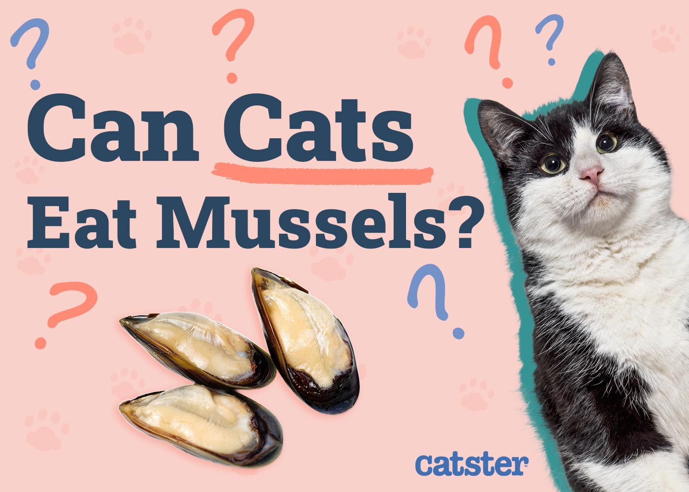 Can Cats Eat Mussels? Vet-Verified Nutritional Facts & FAQ