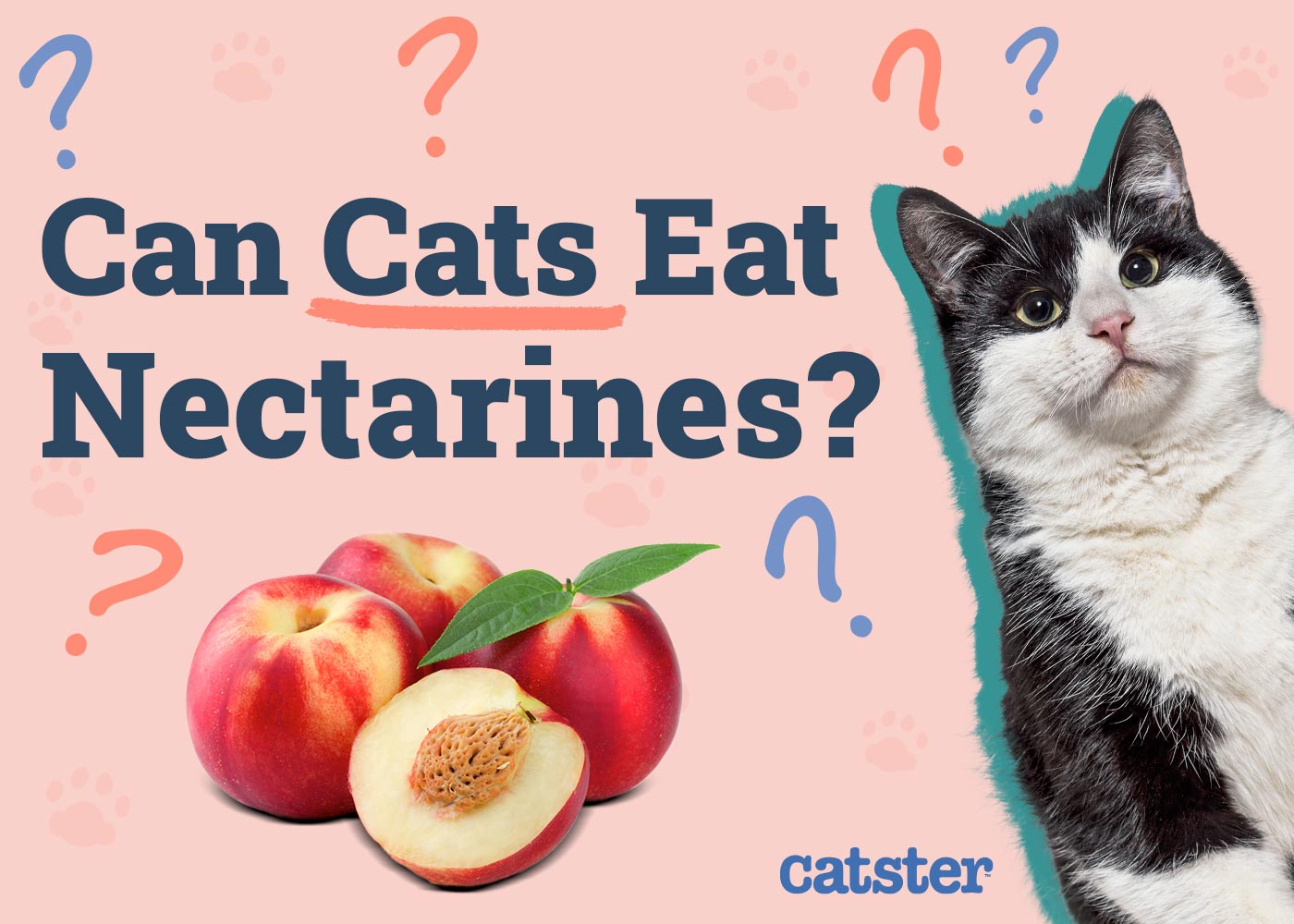 Can Cats Eat Nectarines? Vet Approved Nutritional Facts & FAQ