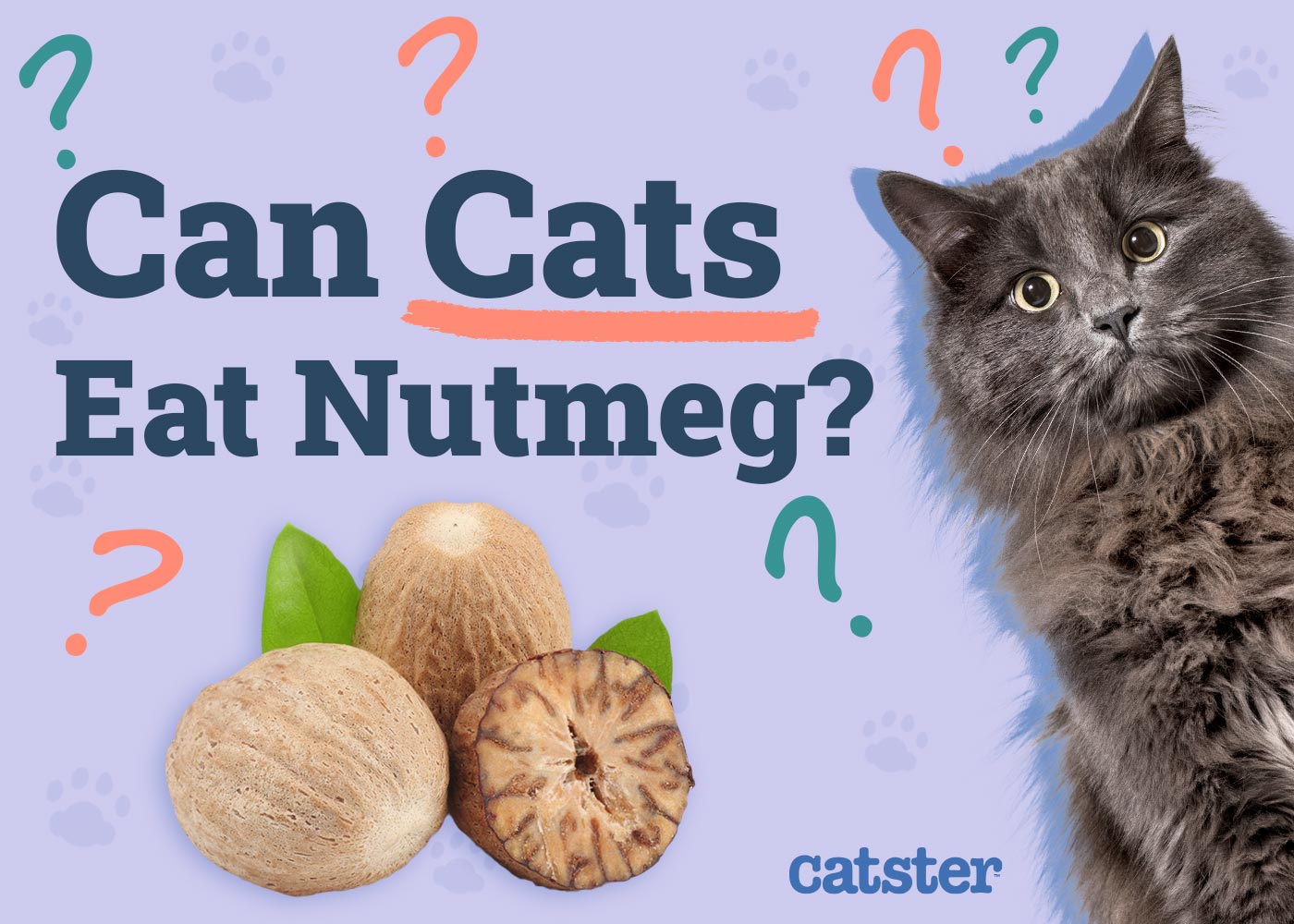 Can Cats Eat Nutmeg? Vet-Reviewed Facts & FAQ