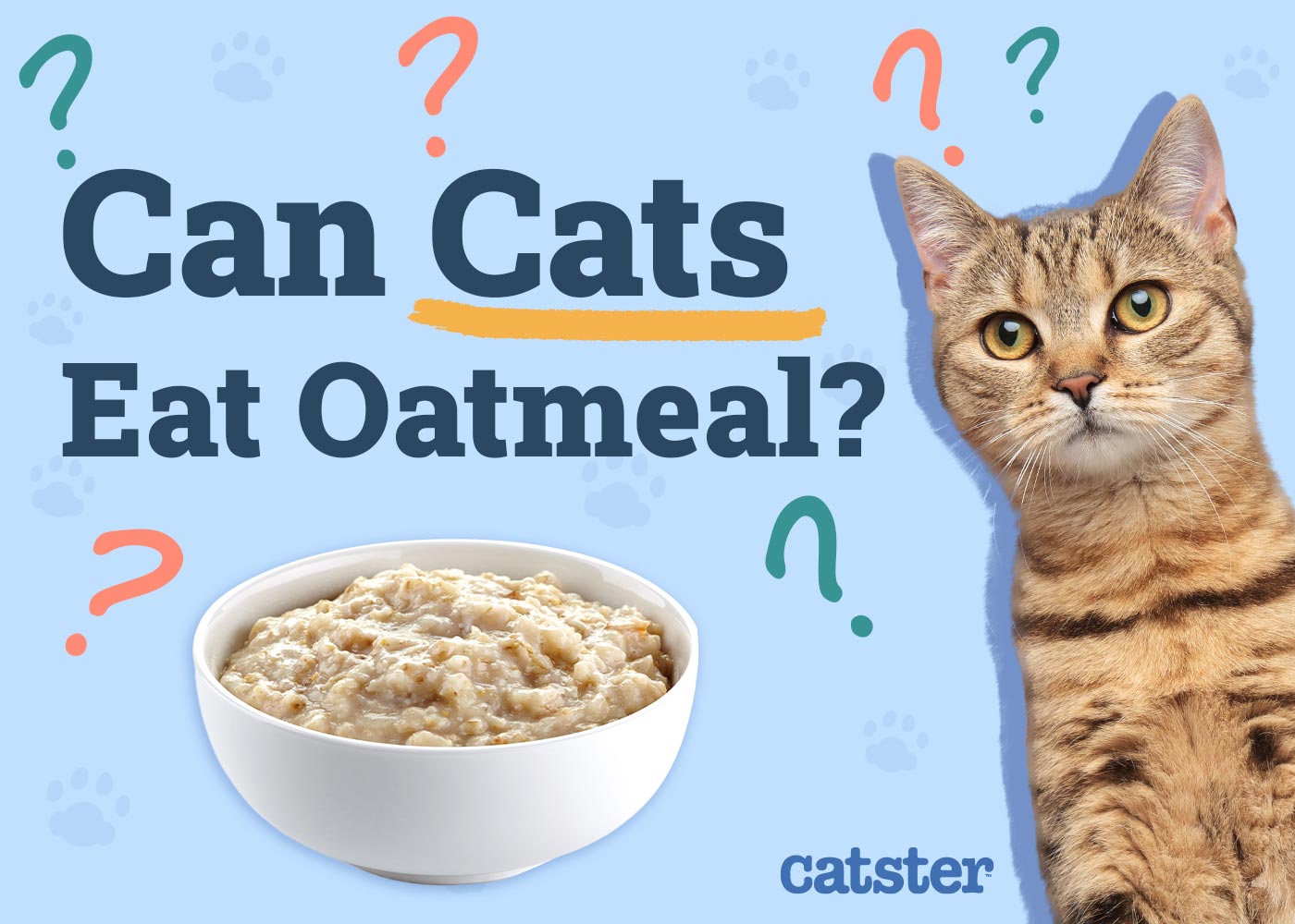 Can Cats Eat Oatmeal? Vet-Reviewed Facts & Considerations