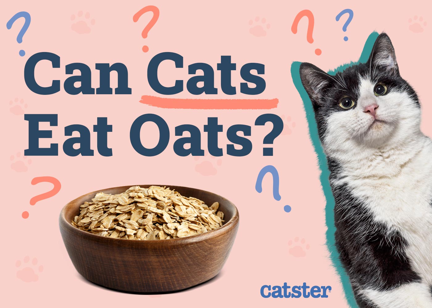 Can Cats Eat Oats? Vet-Verified Nutritional Facts & FAQ