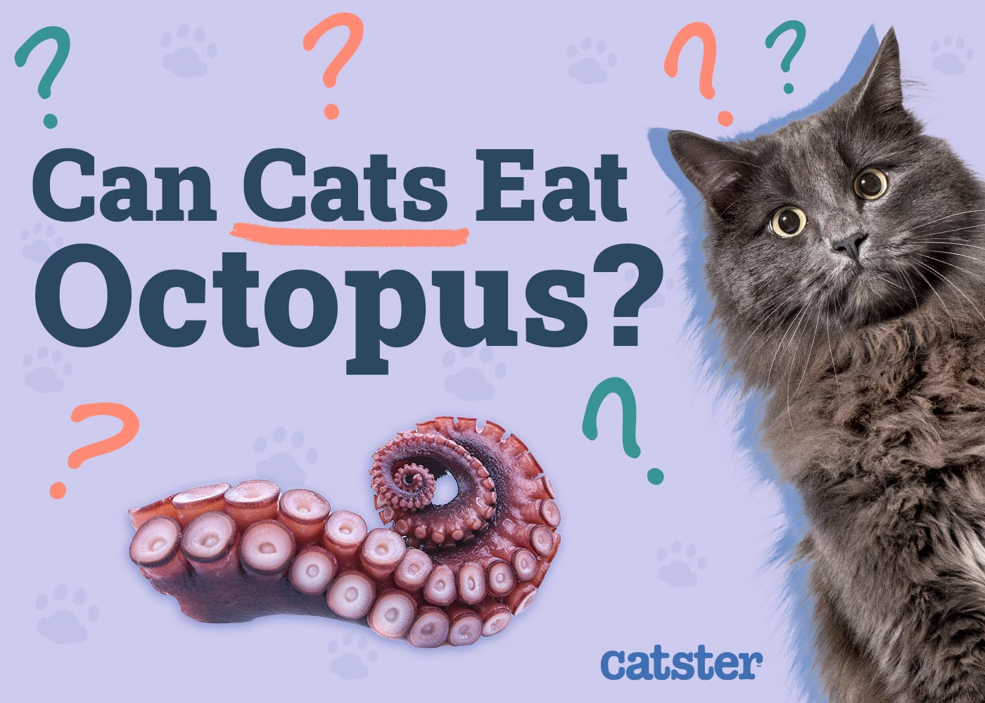 Can Cats Eat Octopus? Vet-Approved Nutritional Facts