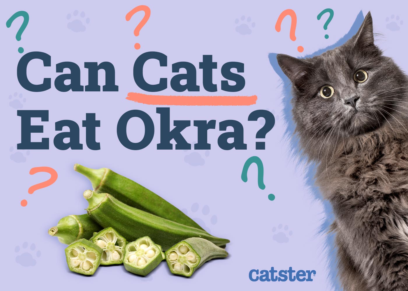 Can Cats Eat Okra? Vet Reviewed Nutrition Facts & Alternatives