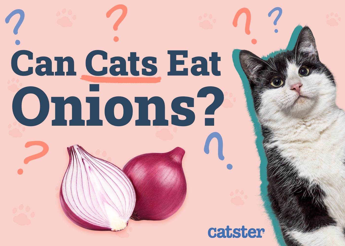 Can Cats Eat Onions? Vet-Reviewed Risks & Dangers