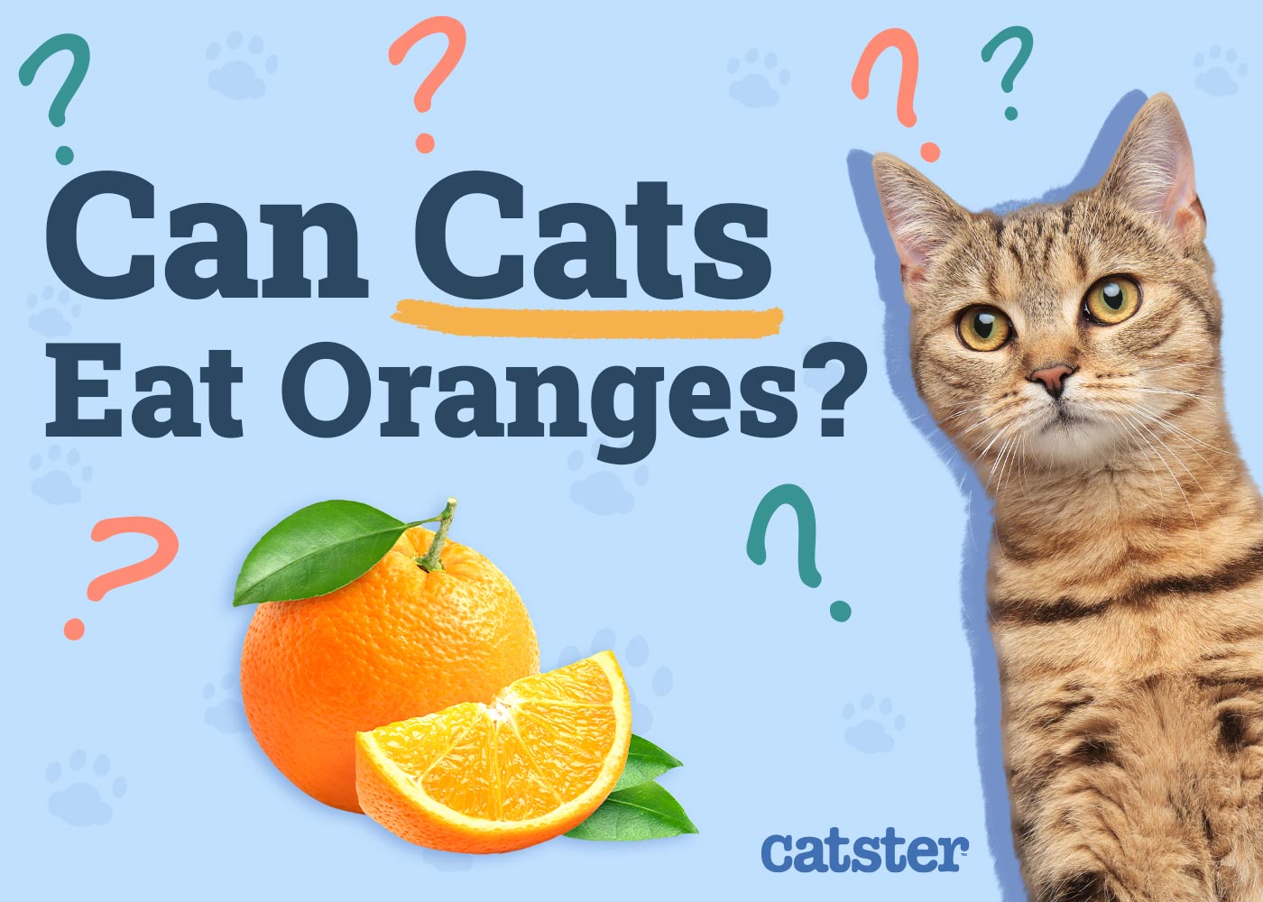Can Cats Eat Oranges? Vet-Verified Facts & FAQ