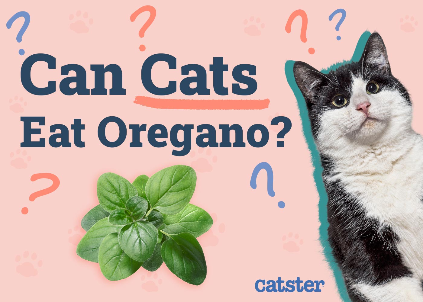 Can Cats Eat Oregano? Vet-Verified Toxicity Facts & What to Do