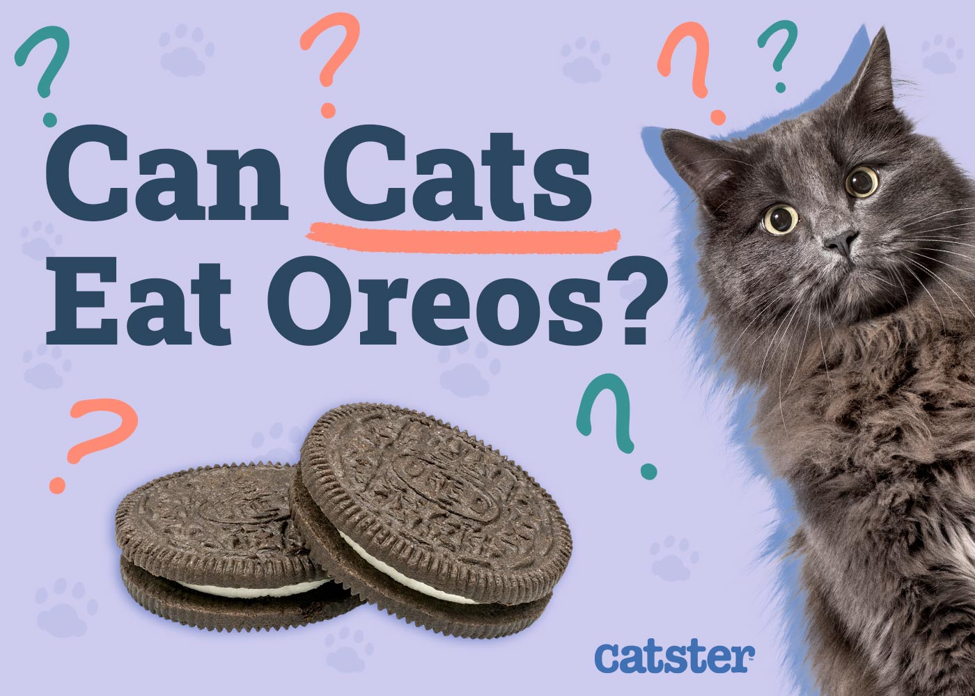 Can Cats Eat Oreos? Vet-Approved Nutritional Facts