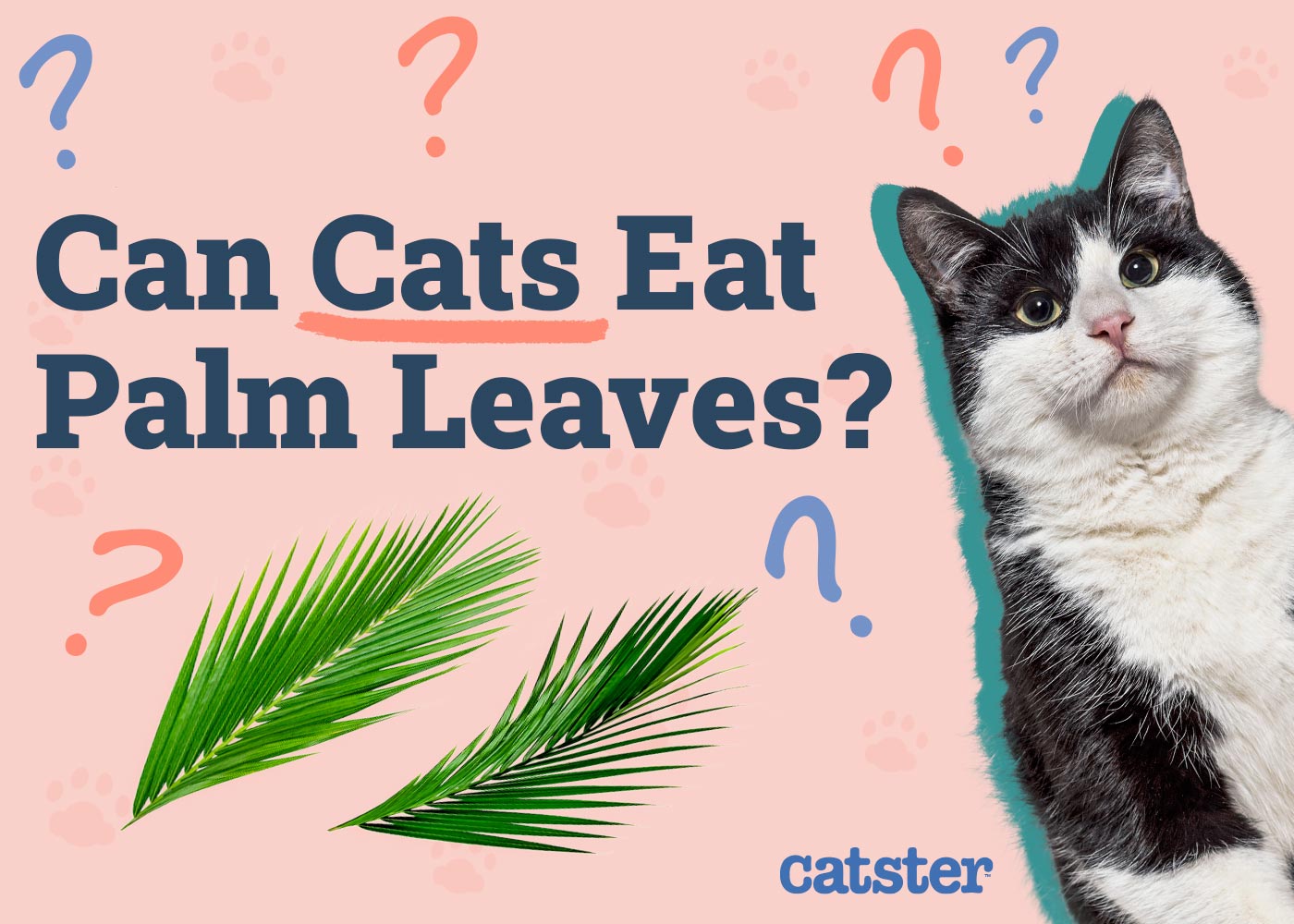 Can Cats Eat Palm Leaves? Vet-Approved Facts & FAQ
