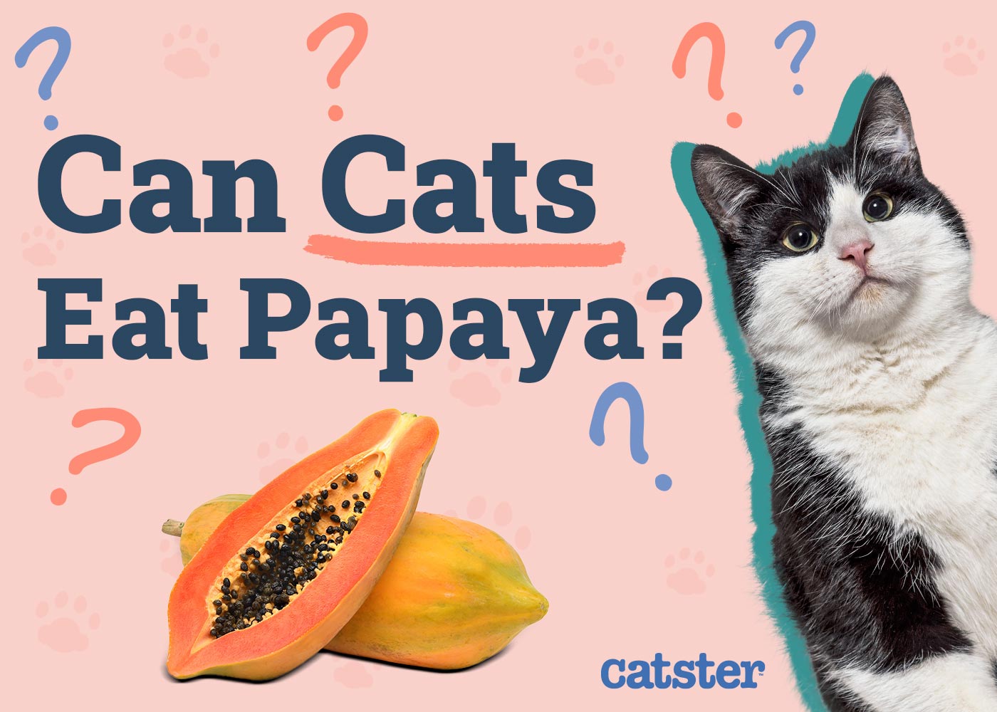 Can Cats Eat Papaya? Vet-Approved Nutritional Science & Info