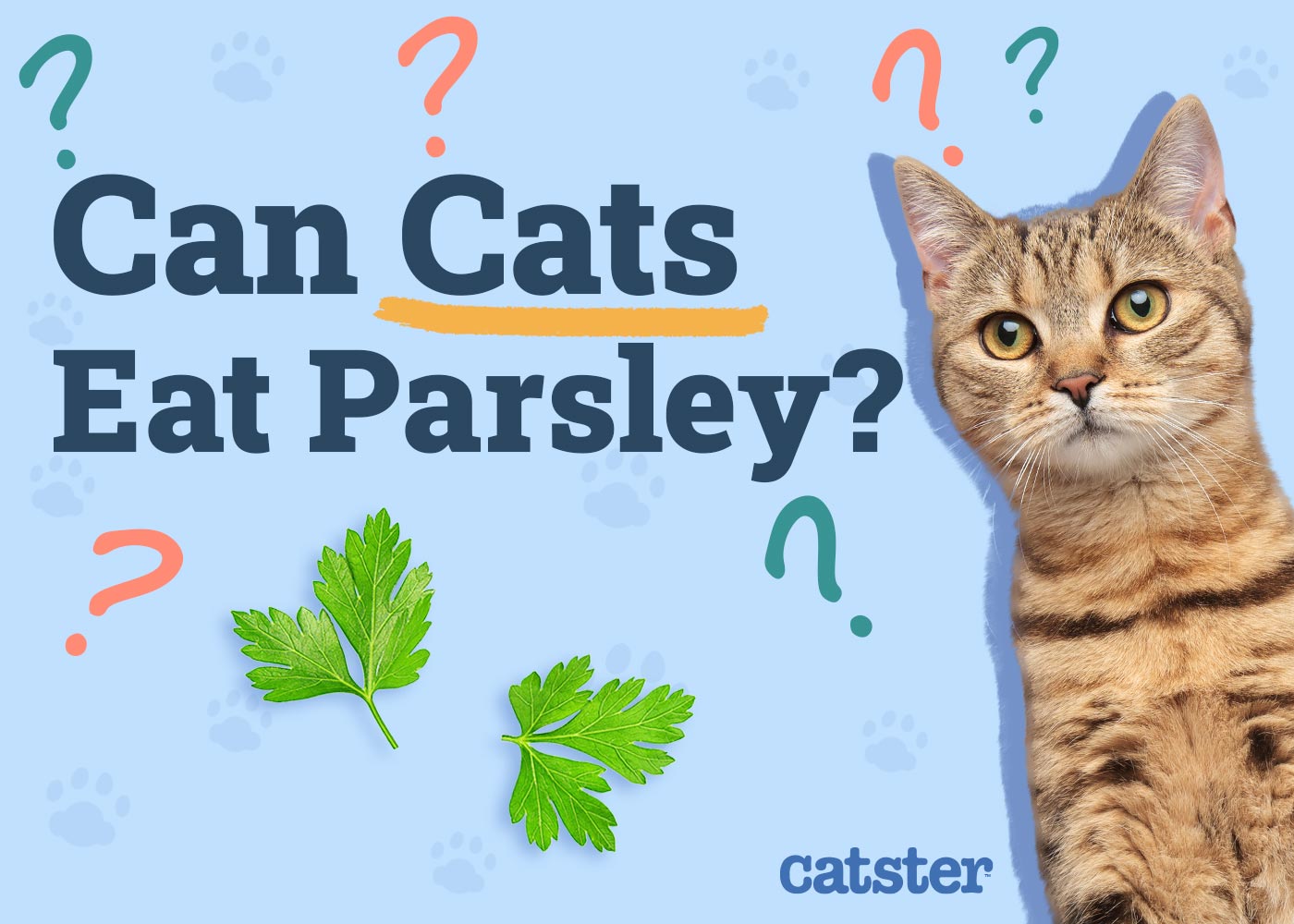 Can Cats Eat Parsley