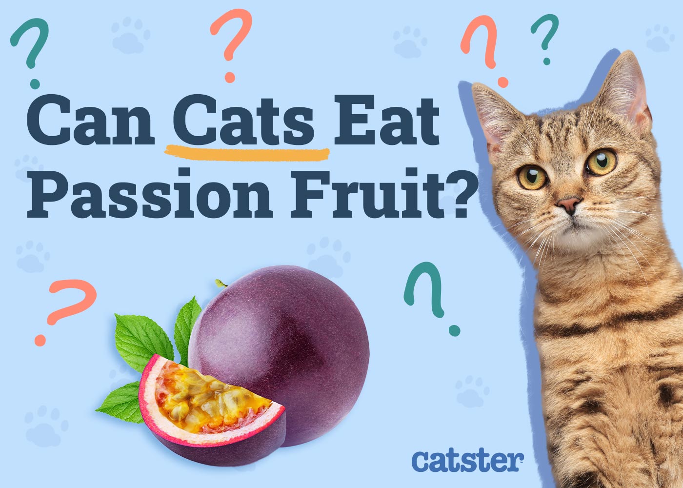 Can Cats Eat Passion Fruit? Vet Approved Feline Nutrition Advice