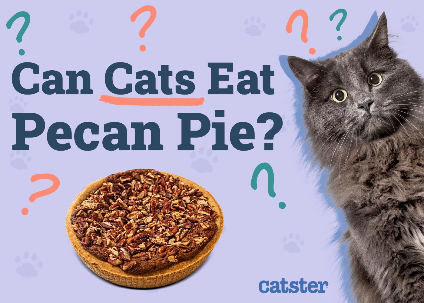Can Cats Eat Pecan Pie? Vet-Approved Facts & FAQ