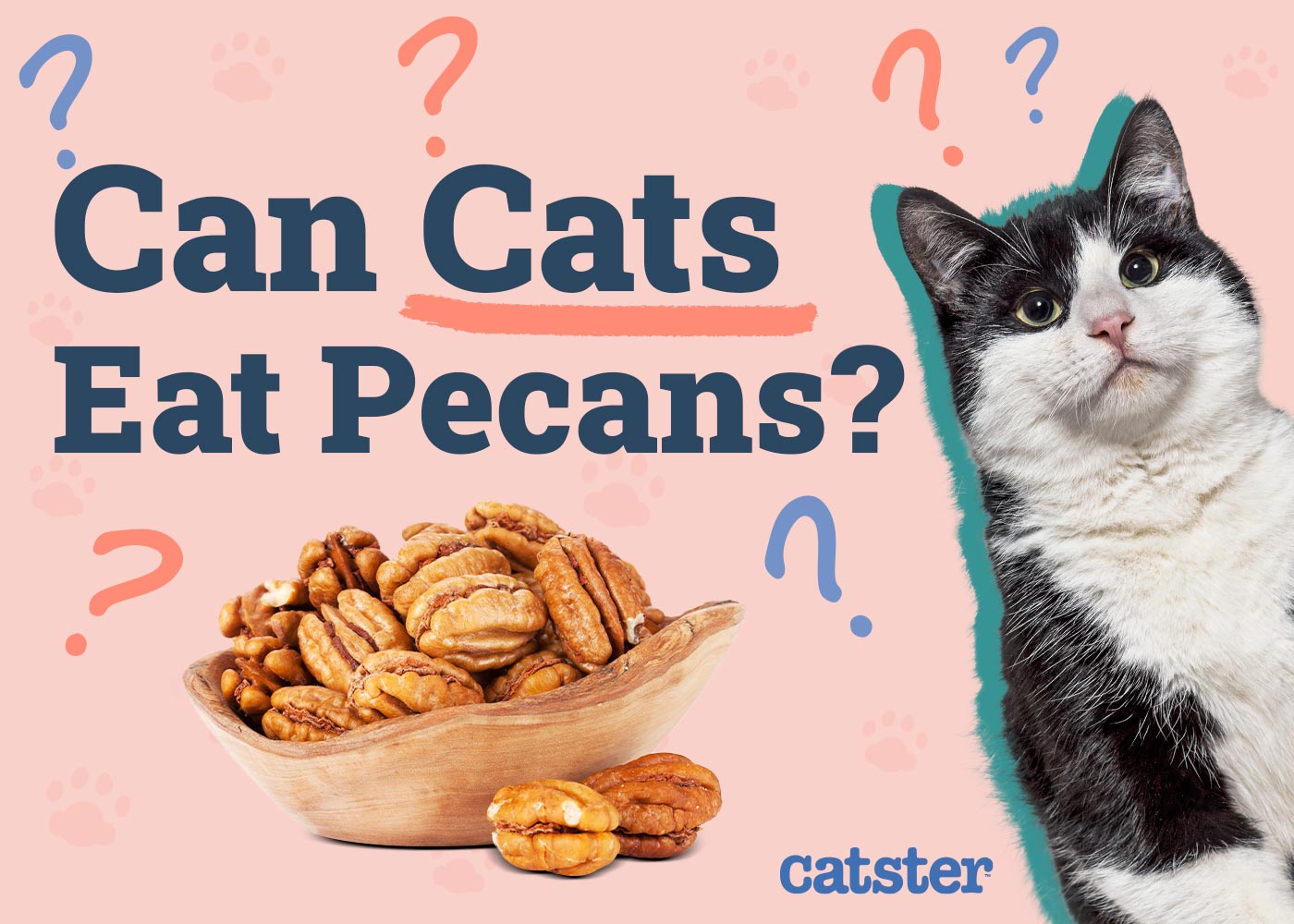 Can Cats Eat Pecans? Vet-Approved Facts & FAQ