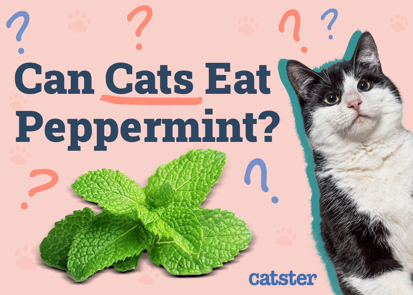 Can Cats Eat Peppermint? Vet-Reviewed Facts & Precautions