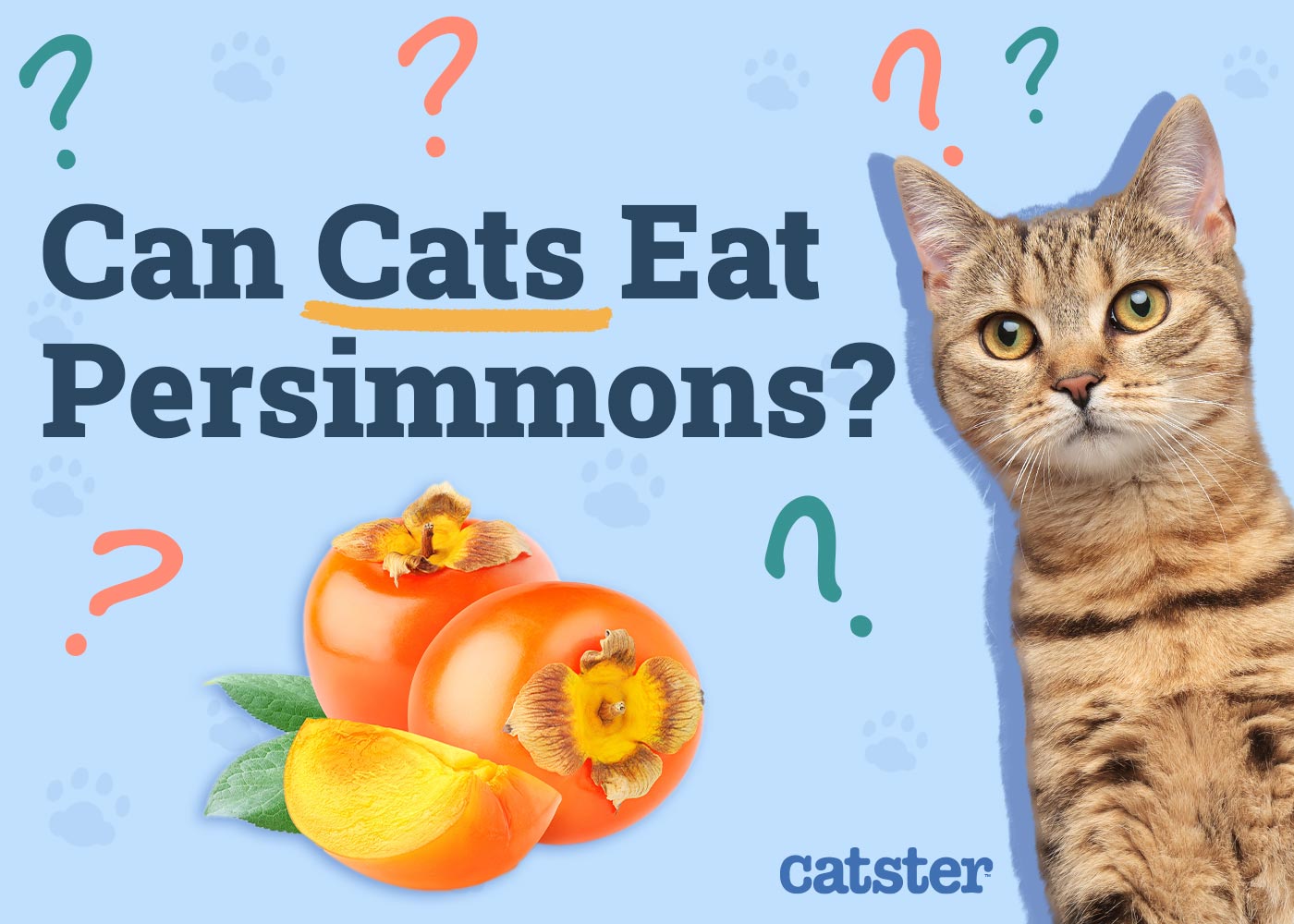 Can Cats Eat Persimmons? Vet-Approved Advice & Benefits