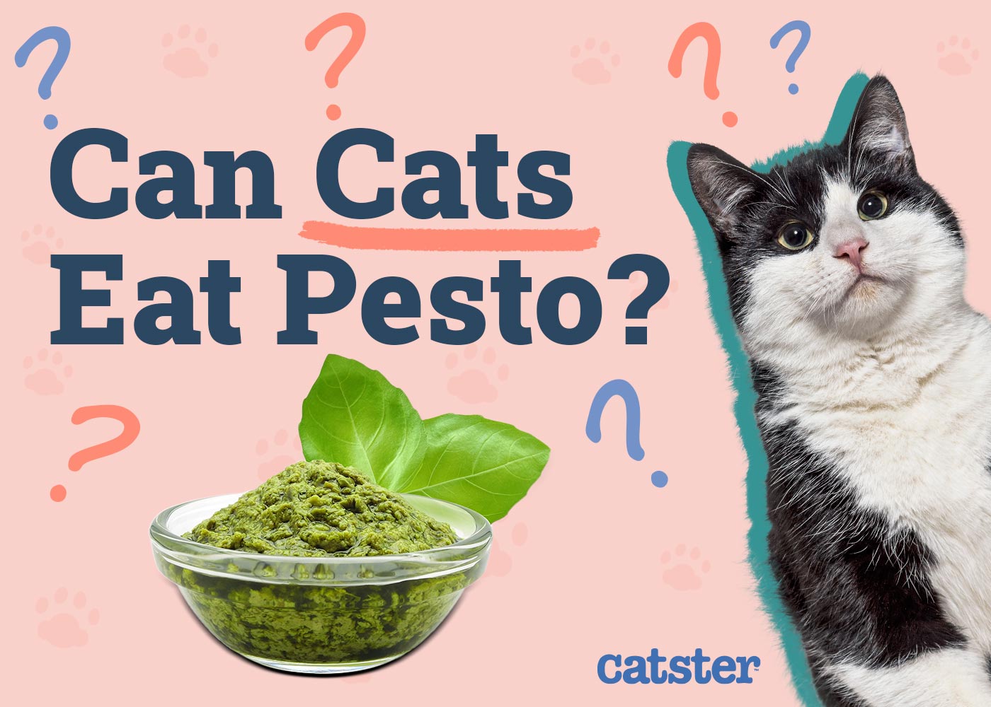 Can Cats Eat Pesto? Vet-Approved Risks & Safe Alternatives