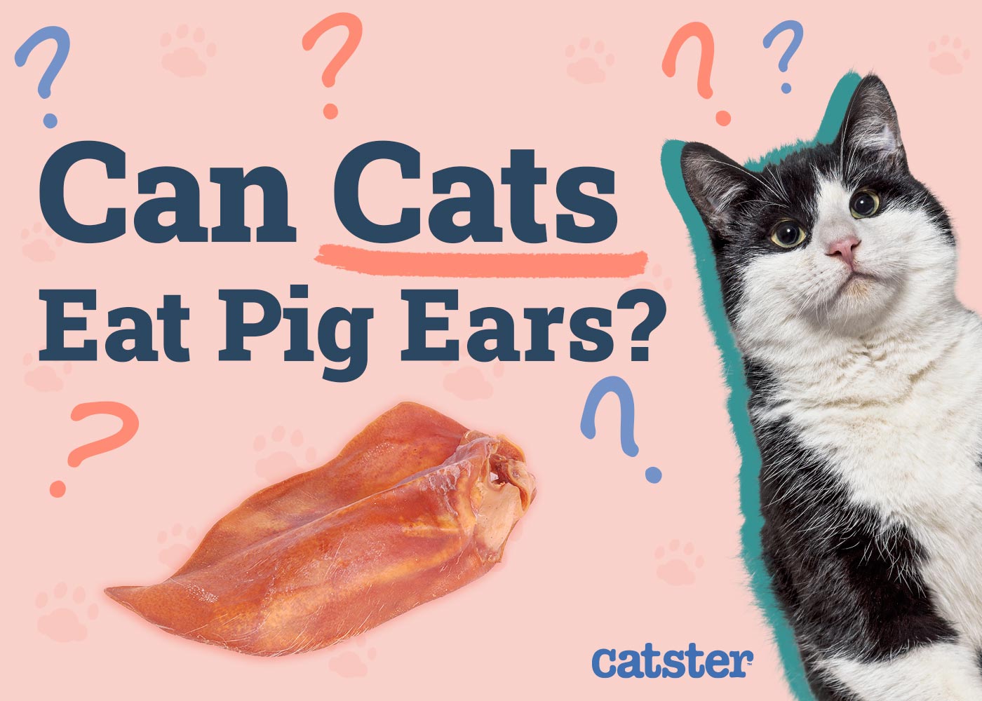 Can Cats Eat Pig Ears? Vet-Approved Facts & FAQ