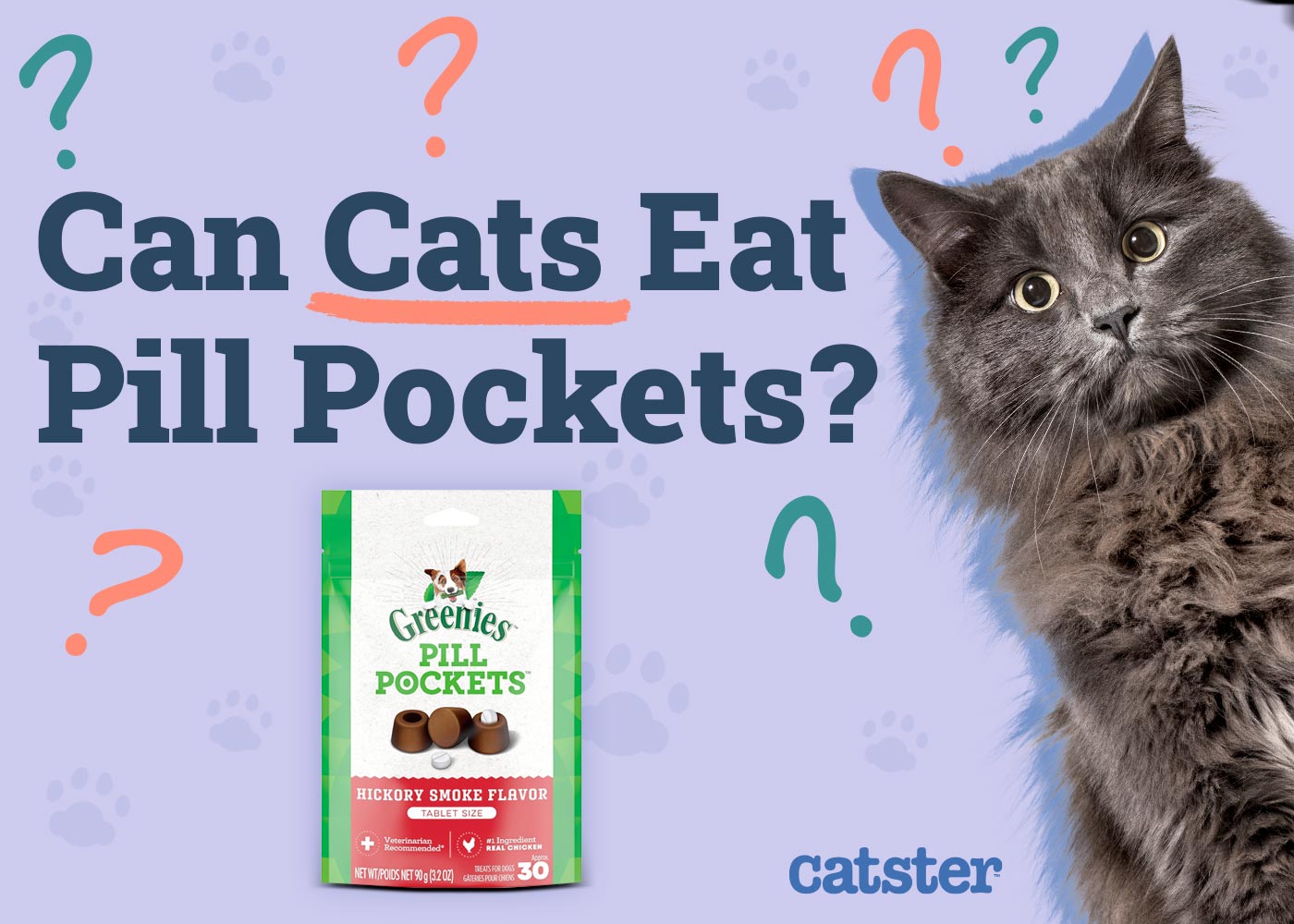 Can Cats Eat Dog Pill Pockets? Vet-Reviewed Facts & FAQ