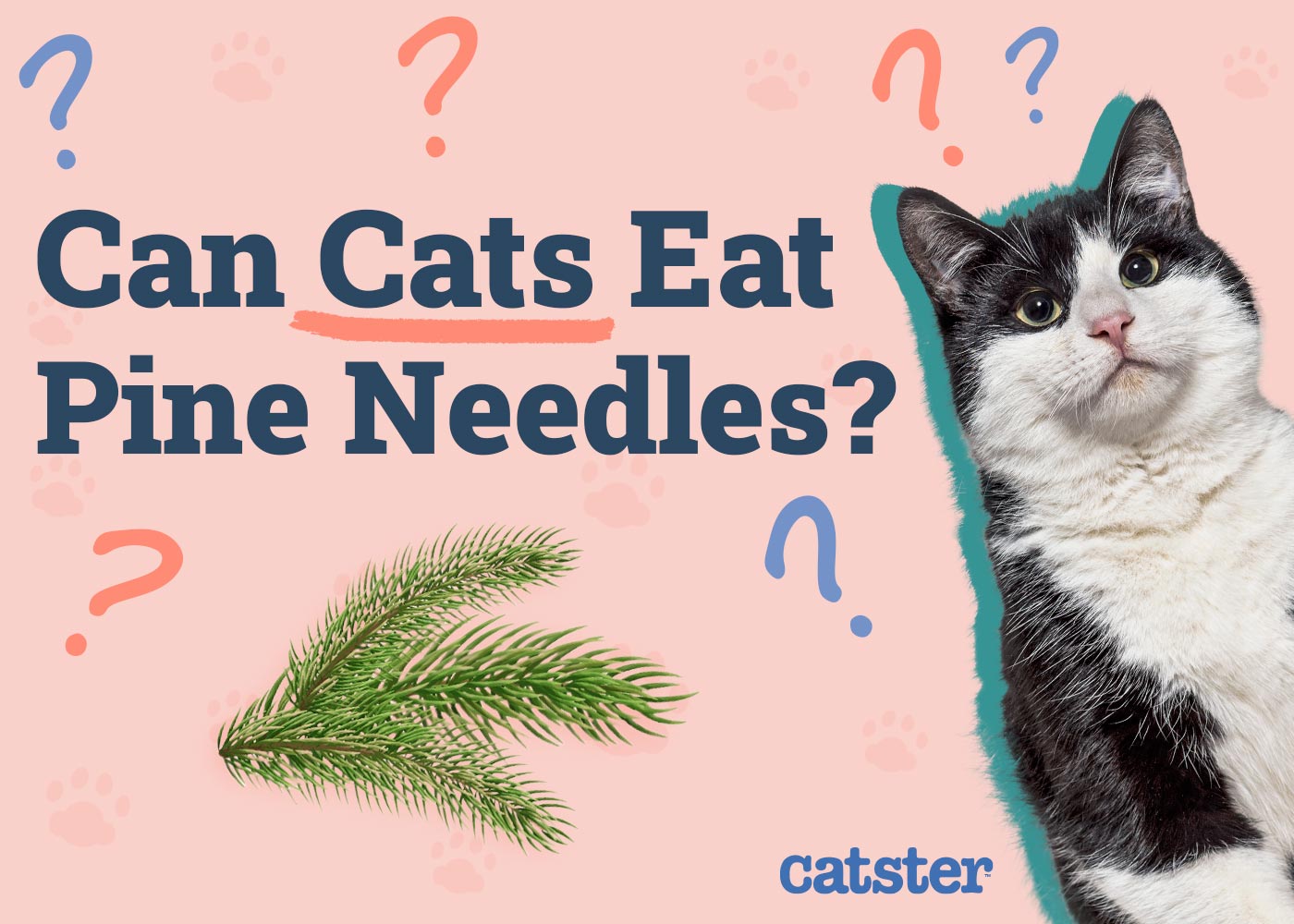 Can Cats Eat Pine Needles? Vet-Approved Risks & Alternatives