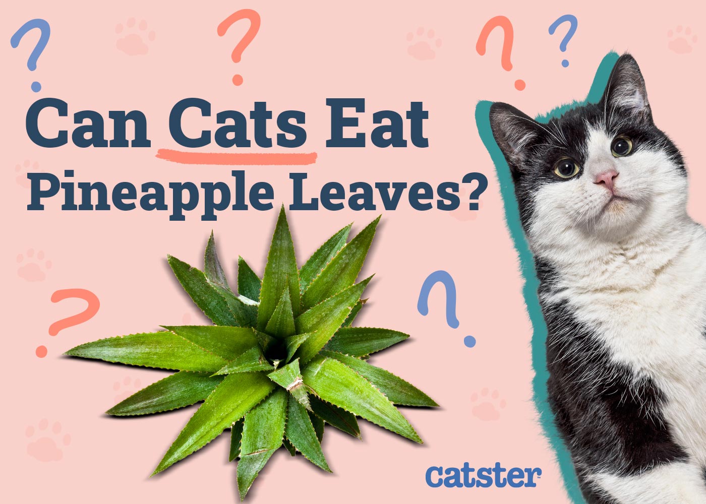 Can Cats Eat Pineapple Leaves? Vet Reviewed Dangers & Advice