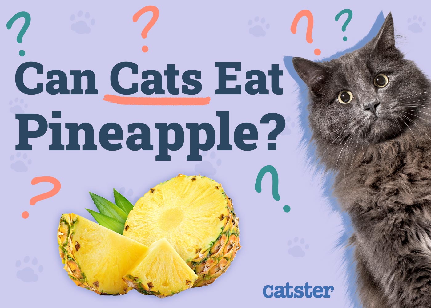 Can Cats Eat Pineapple? Vet-Approved Nutritional Facts