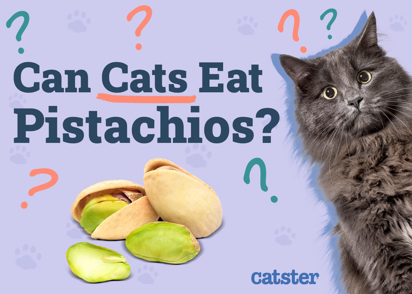Can Cats Eat Pistachios? Vet-Reviewed Nutritional Facts