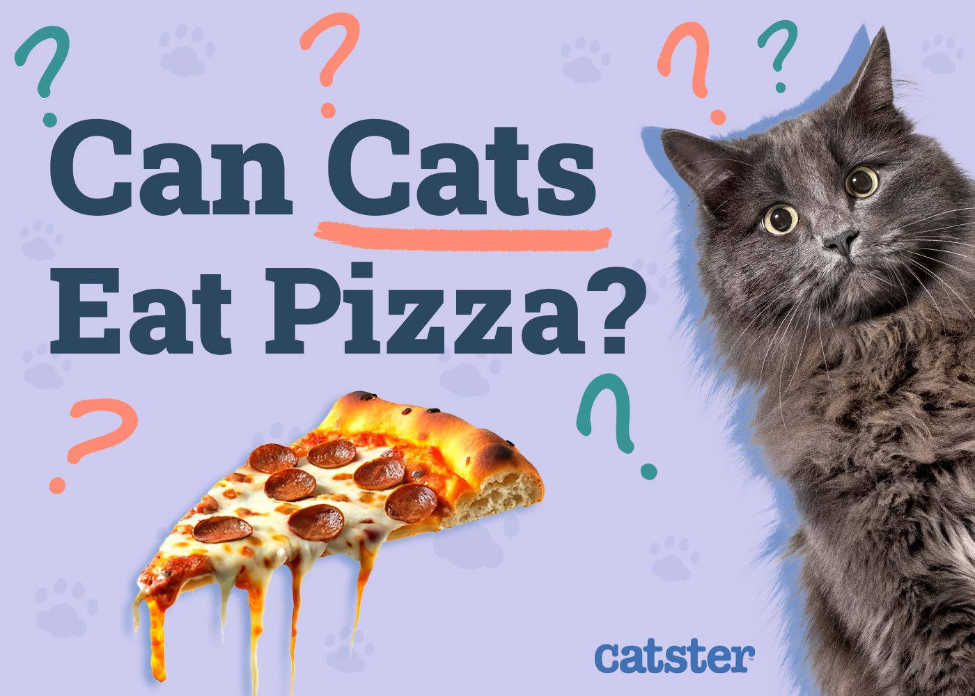 Can Cats Eat Pizza? Vet-Reviewed Nutrition & Safety Advice