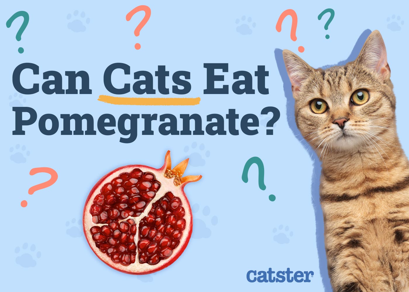 Can Cats Eat Pomegranate? Vet-Reviewed Facts & FAQ